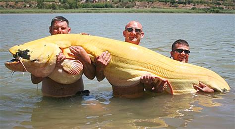 8 Foot Catch Enters World Record Books For ‘biggest Albino Catfish Ever