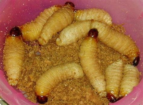 Makan sagu pasti sudah biasa, lalu bagaimana dengan makan ulat sagu? Hukum Memakan Ulat Mulong atau Ulat Sagu | Critical Angle