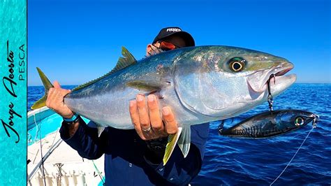 Pesca Al Troleo Y Spinning De Jurel Yellowtail Youtube