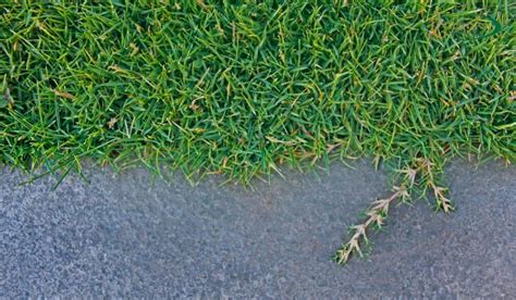 Bermuda Grass Vs Fescue Which One Is Better For Your Lawn The
