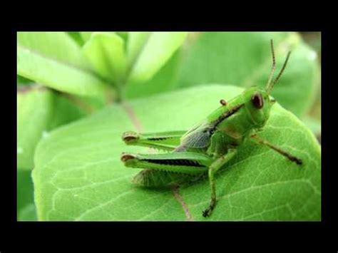Black stroke top view design. Green cricket insect - YouTube