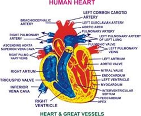 It is responsible for controlling the cell. Human Heart Diagram Without Labels | Human heart diagram ...