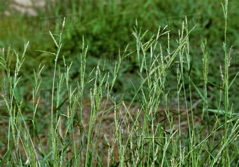 Agriculture Weeds Southwestern Cupgrass Eriochloa Acuminata Aka