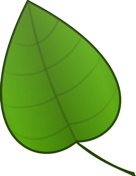 De La Hoja Verde Plantas · Gráficos Vectoriales Gratis En Pixabay
