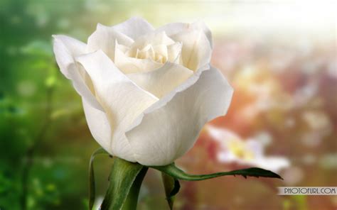 47 Beautiful White Roses Wallpaper