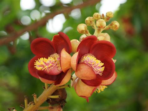 A perfect gift for any occasion! Exotic Flower Wallpapers - Wallpaper Cave