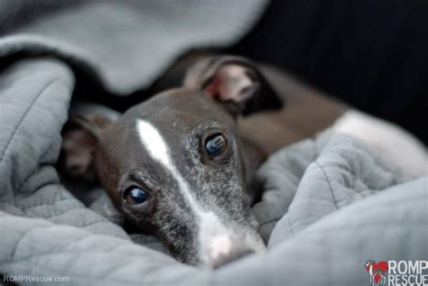 Harvey Chicago Italian Greyhound Available For Adoption Romp