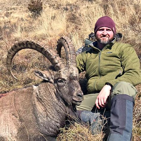 combination hunting on kuban tur mid caucasian tur and altai siberian ibex in russia