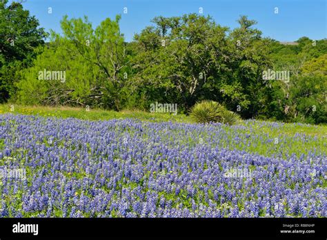 Oak Trees And Flowering Bluebonnets Burnet County Texas Usa Stock