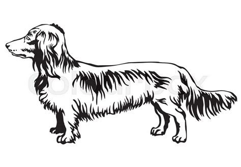 Long Haired Dachshund Pages Coloring Sketch Coloring Page