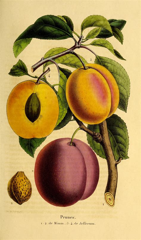 Plums Prunes Circa 1851 Botanical Drawings Botanical