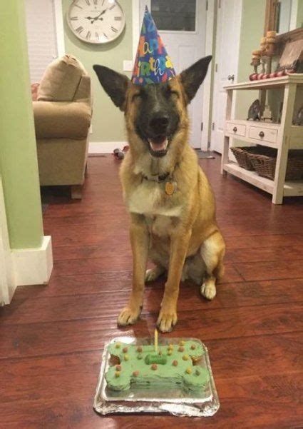 Funny Animals Birthday Puppys 53 Best Ideas Happy Birthday Dog Funny