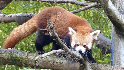 Ravi The Red Pandas Escape Investigation Launched Into His Movements