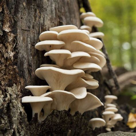 Mushroom Mojo White Oyster Mycelium Plug Spawn 100 Count Plugs Grow