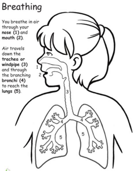 Respiratory System Diagram For Kids Sketch Coloring Page