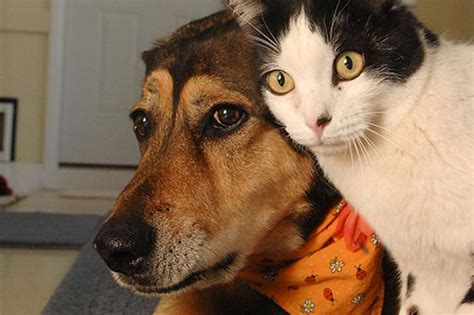 Download Free 100 Cat And Dog Pics