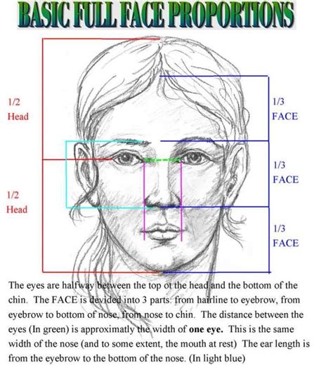 Gotthammers Image Face Proportions Facial Proportions Drawing