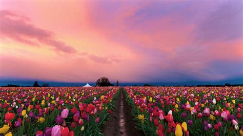 壁紙 美しいチューリップ畑、色とりどりの花、夕暮れ 2560x1440 Qhd 無料のデスクトップの背景 画像
