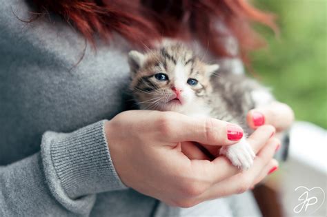100+ Wallpaper Kucing Lucu dan Comel Kualitas HD - Kucing ...