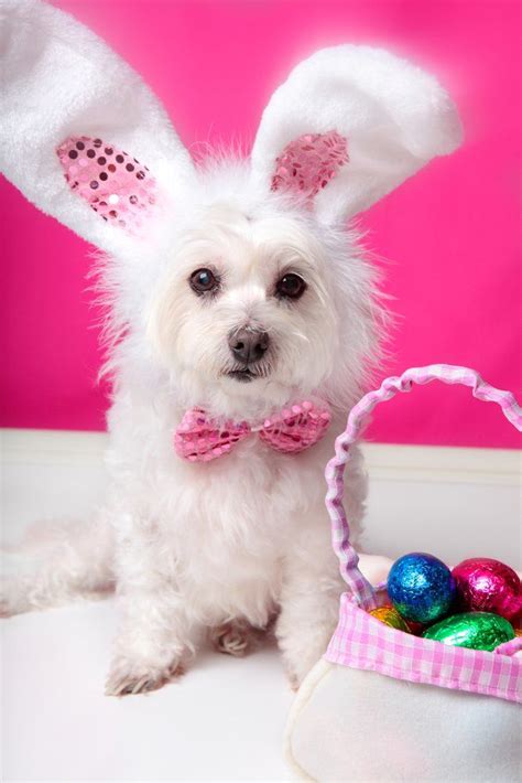 25 Easter Dog And Puppy Pictures To Make You Smile Funny Dog Photos