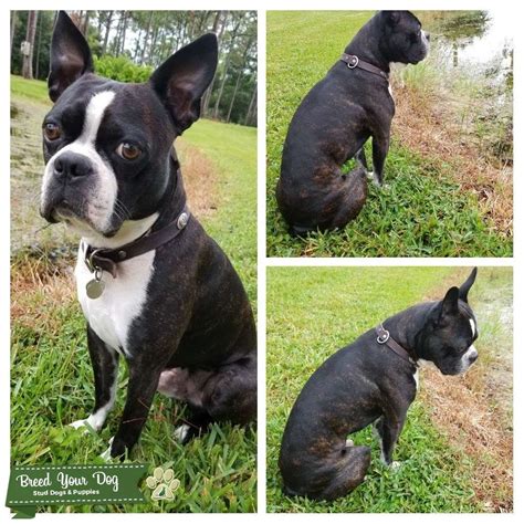 In the canyon northwest of the azure dragonshrine you will find bonesunder. Stud Dog - One of a Kind Male Boston Terrier - Breed Your Dog
