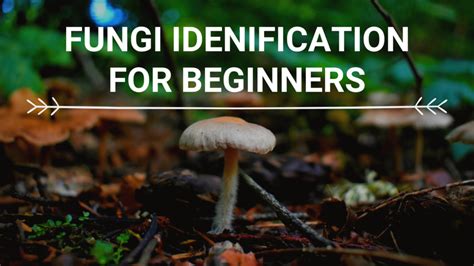 Fungi Identification For Beginners Shadow