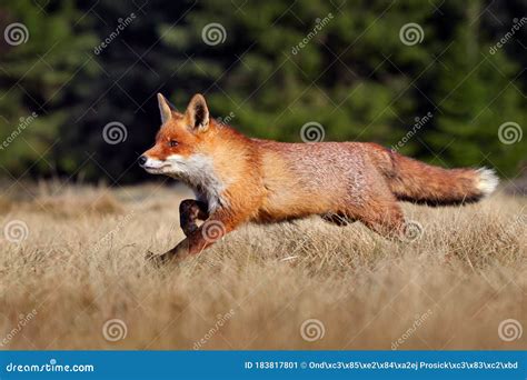 Red Fox Vulpes Vulpes Beautiful Animal On Grassy Meadow In The