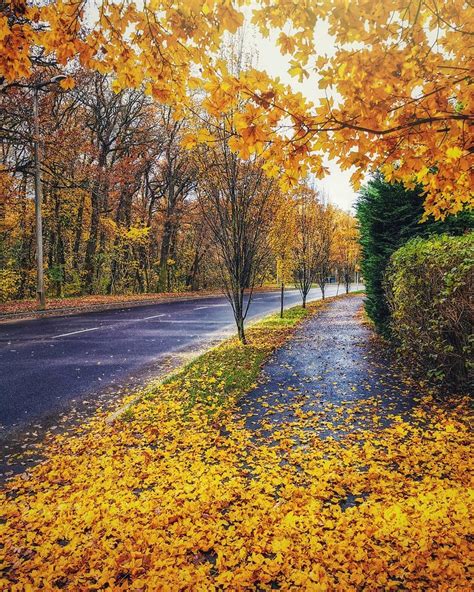 Fallen Autumn Leaves Sit Along A Rain Soaked Street Beautiful Scenery