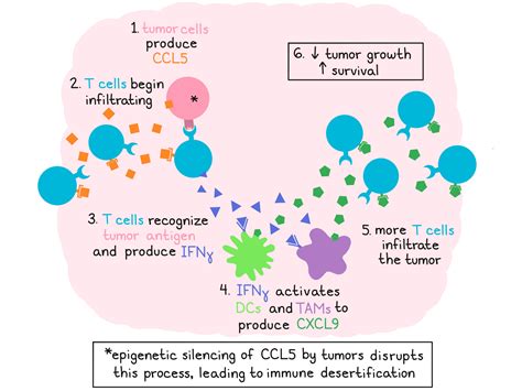 tumor infiltration is governed by ccl5 and cxcl9