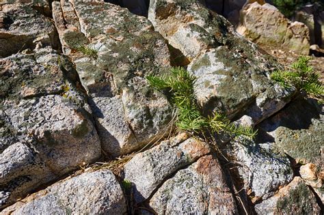 Pine Tree Grows In Rock Free Stock Photo Public Domain Pictures