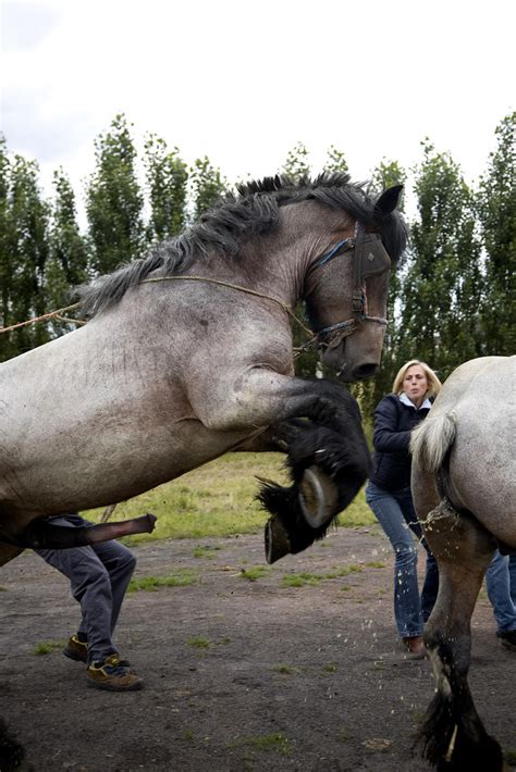 Belgian Horse Natural Insemination Belgians Take No Measur Flickr