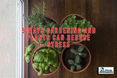 5 Ways Gardening And Plants Can Reduce Stress Alpha Building