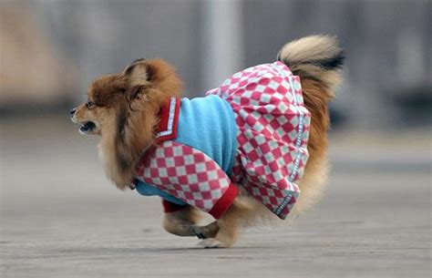 Funny Animals Funny Dress Up Doggs
