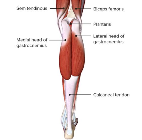 Leg Model Posterior View Labeled Muscles Muscle Anatomy Human The