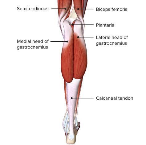 Deep Posterior Lower Leg Muscles