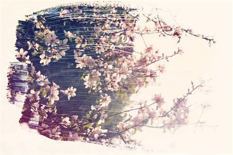 Dreamy And Abstract Image Of Cherry Tree Double Exposure Effect Stock