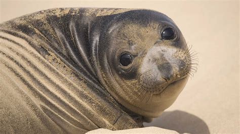 Big Fat Seal On The Beach