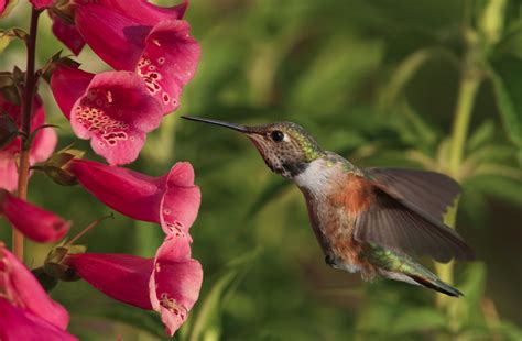 'crimson trumpet' is a cross between the chinese and american species. The Ultimate Dining Guide for Hummingbirds | Blog | GrowJoy