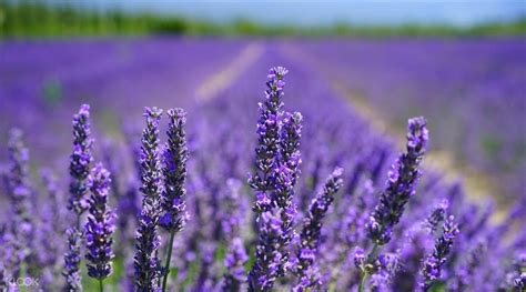 Sault Lavender Full Day Tour From Marseille Klook Canada