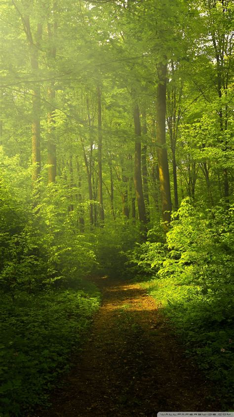 Nature Wallpaper Beautiful Nature Image Green Forest