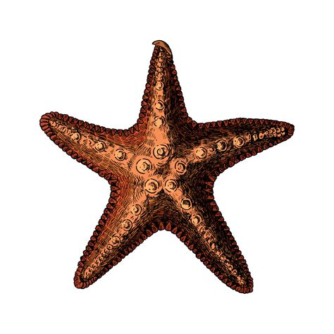Hand Drawn Sea Starfish Isolated Download Free Vector Art Stock