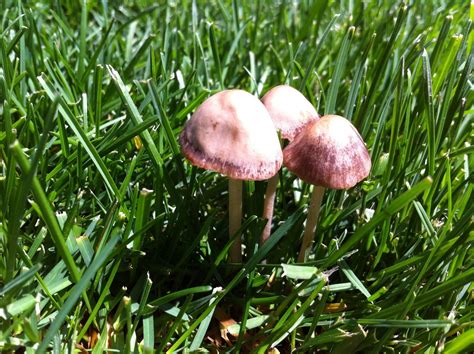 lots of nice mushrooms growing on my fertalized lawn - Mushroom Hunting and Identification ...