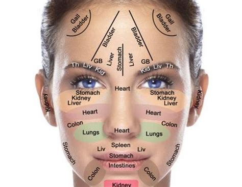 Basics To Face Reading Understanding The How And How Of A Human Face