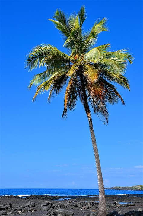 Single Palm Tree On Kona Coast Island Of Hawaii Hawaii Encircle Photos
