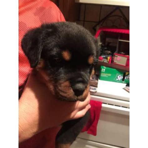 Pure bred german rottweiler breeder with german rottweiler puppies for sale in the usa. 4 males & 2 females German Rottweiler Puppies in San ...