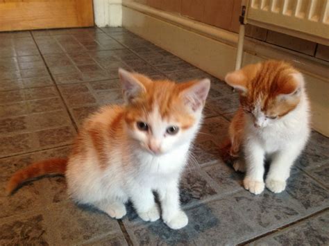 Profiles of cats currently available for adoption at catfe! Ginger and white kittens for sale | Birmingham, West ...