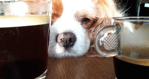 17 Can Dogs Have Coffee Grounds Home