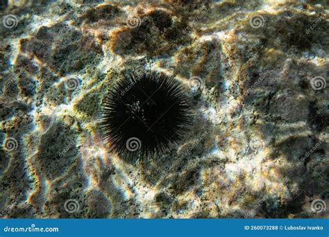 Black Sea Urchin With Many Spikes On Sun Lit Rock Underwater Closeup