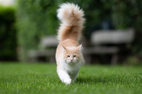 10 Cat Breeds With Bushy Tails