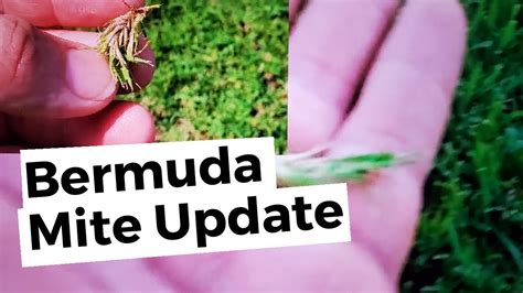 Bermuda Mite Update 20 Days Have Past Lets Take A Look At My Lawn How